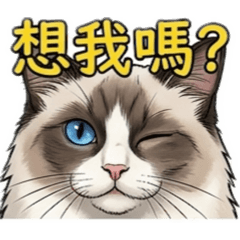 毛孩這一家27