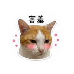 Cute_kitten1201