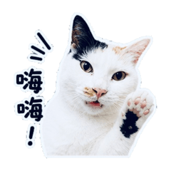 頑皮蛋 黑嚕嚕