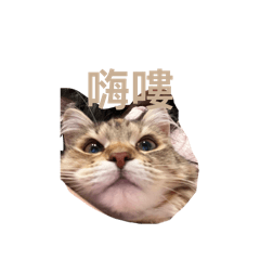 小若曦