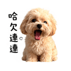 可愛小阿咩