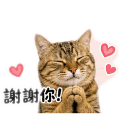 貓咪生活日常打氣篇