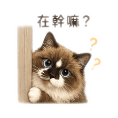 我の貓兒子嘎逼