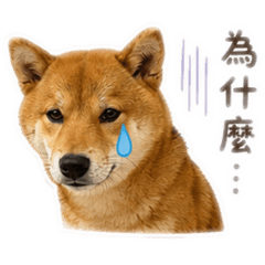 曼妮專用