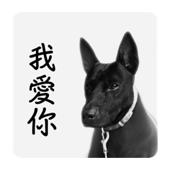 愛你 卓家的小瓦