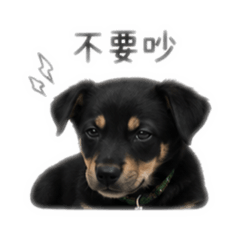 小黑の厭世日常