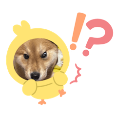 饅頭長大