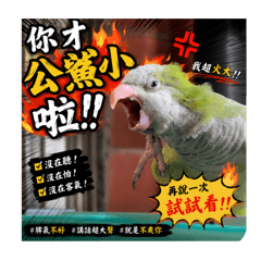楊胖胖日常生活