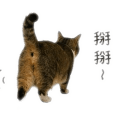 容毛毛毛毛9kG