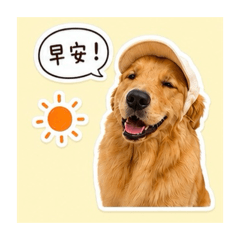 Cookie黃金獵犬的日常