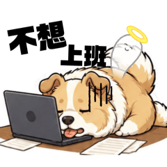 柯利犬不想工作