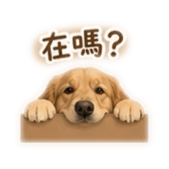 金金阿呆