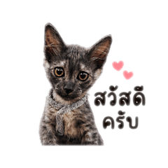 Vacharawalee_20260430152237