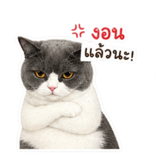 Dumm_20260430152645