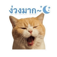 Heng Heng Fat Cat_20260430151549