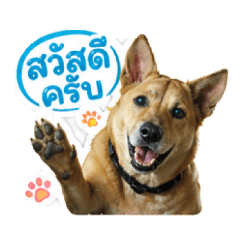 pang_aa