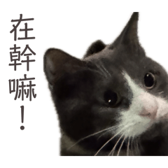 張年年