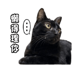 拆家三兄妹