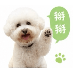 比熊犬日常用貼圖