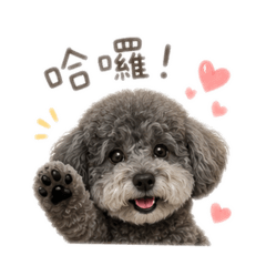 momo@@**