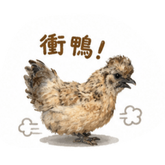 陽台的咕咕雞雞