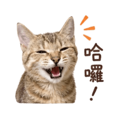 貓貓大集合123