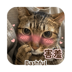 克里貓貓