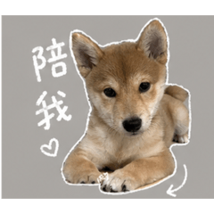 笨笨發瘋3
