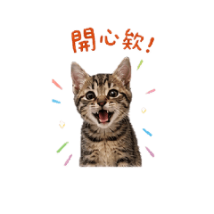 cat money yang