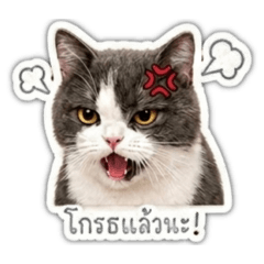 ITKai