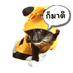 Pratucat555_20260430153558