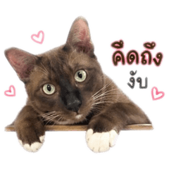 Sab&Lucky TempleCats