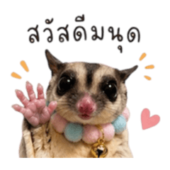 Sugarglider_20260430153734