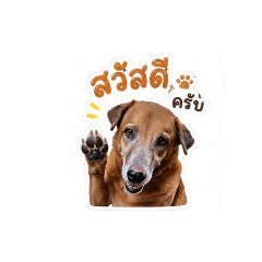 pimpim_20260430154047