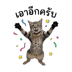 Churos Cat