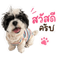 NubNib ShihTzu