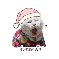 Panpan_20260430154826