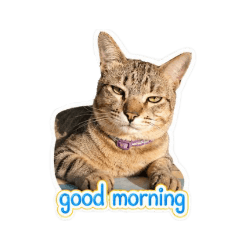 cat  Mushroom red_20260430154827