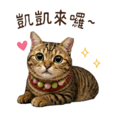 凱凱喵咪