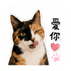 貓咪貝貝生活