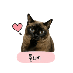 Suh_angp_