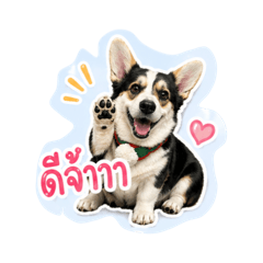 Corgi Level1 black