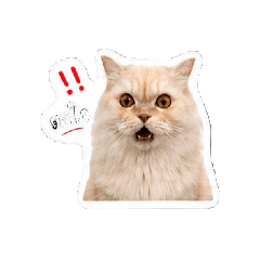 grumpy cat_20260430160753