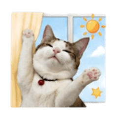 Meowteeruk