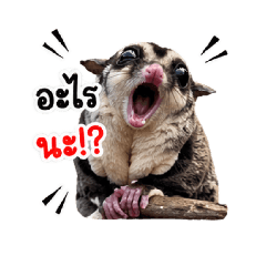 mananoy