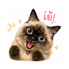 Lubu Black Face Cat