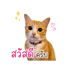 mangporshop_20260430161523