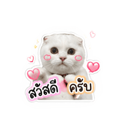 PPI.pheeprideice_20260430161827