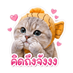 Icezy hatairat_20260430161740