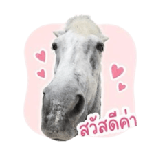 Horse-pova